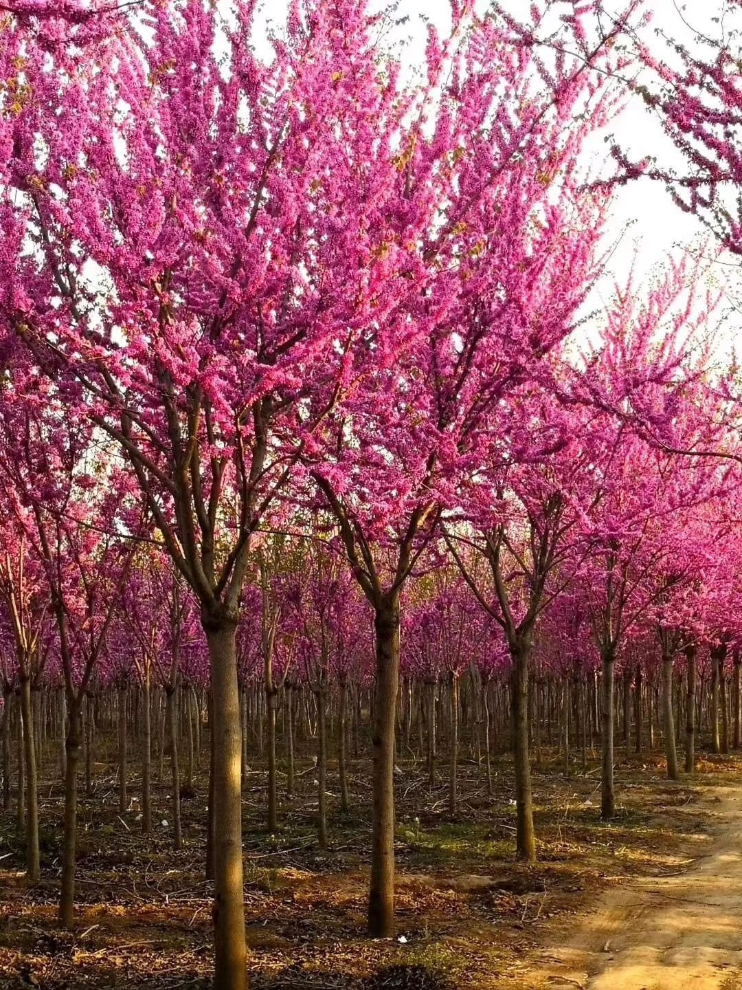 [紫荆批发]鄢陵直销全国丛生紫荆独杆巨紫荆四季春一号价格40.