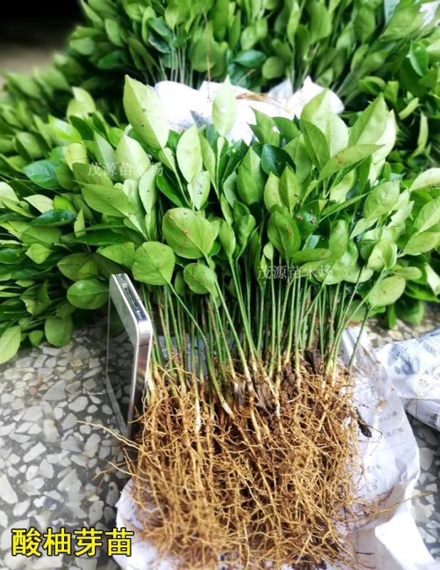 [柚子苗批发]酸柚苗 20-40厘米高度 柚子苗实生苗0.5-1厘米粗价格0.