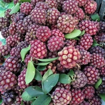 布福娜（黑老虎）果