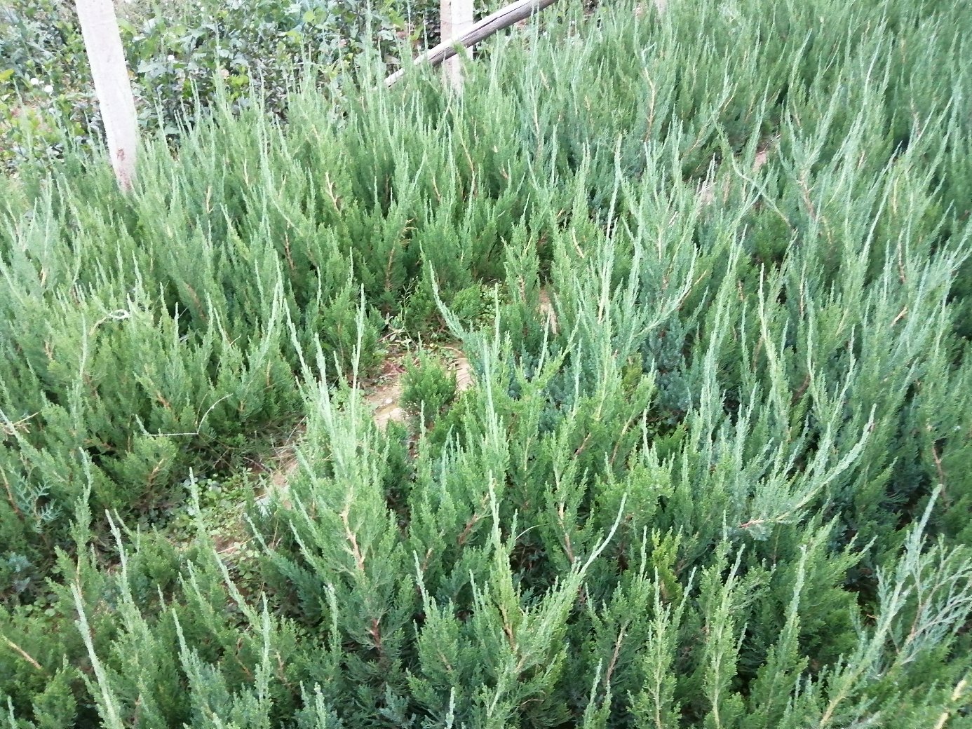 展示龙柏在春、夏、秋、冬四季中叶缘颜色与质感的变化,突出其四季皆美的特点 龙柏四季叶缘变化对比图