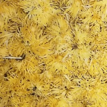 金丝皇菊