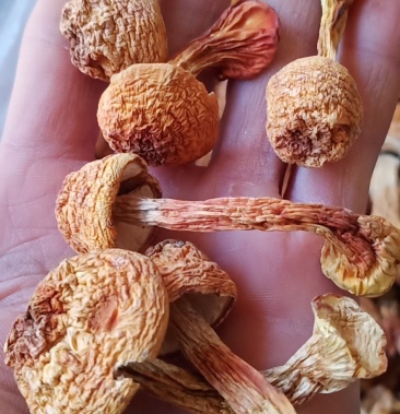 广西金秀大瑶山土特产姬松茸新鲜干品500克