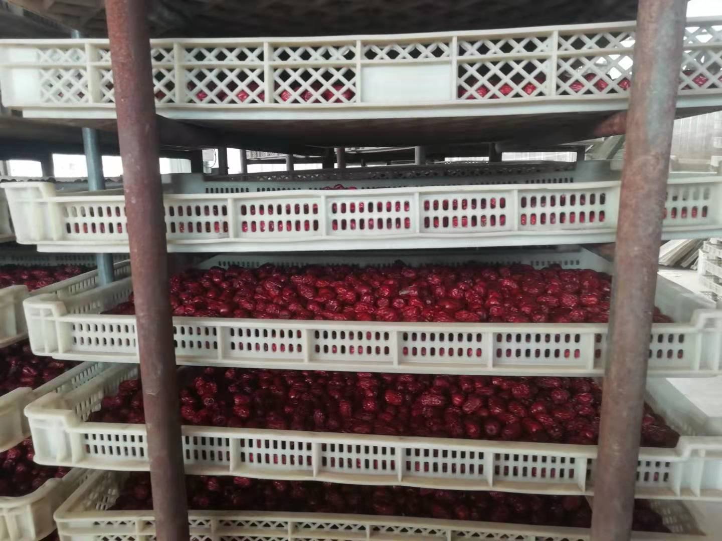 广阔的晾晒场上整齐摆放着大量竹编晾晒托盘,每个托盘内铺满红色的新疆小骏枣,阳光强烈,背景可见远处的果园和维吾尔族农民正在翻晒红枣,展现传统与现代结合的丰收景象 新疆小骏枣晾晒场景