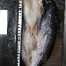 缅甸原装进口巴沙鱼