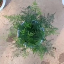 自家彩盆文竹（精选组盆）基地直发可视频看货量大价优