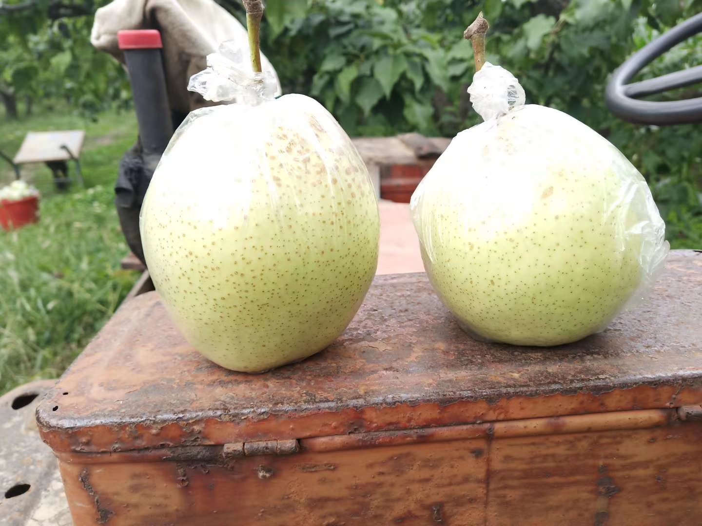 一个装满新鲜鸭梨的果篮,背景为秋季果园 新鲜鸭梨摆放在果篮中