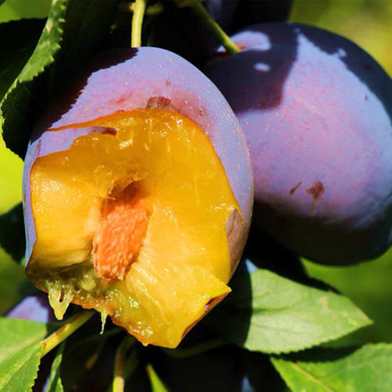 西梅女神苗南北方种植嫁接苗 现挖现卖 当年结果