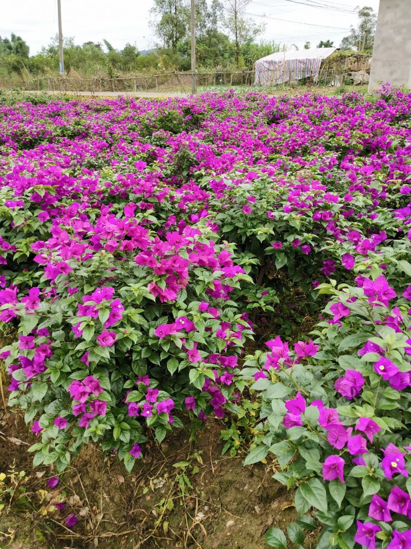 三角梅,紫花三角梅,三角梅笼子,四川宜宾三角梅