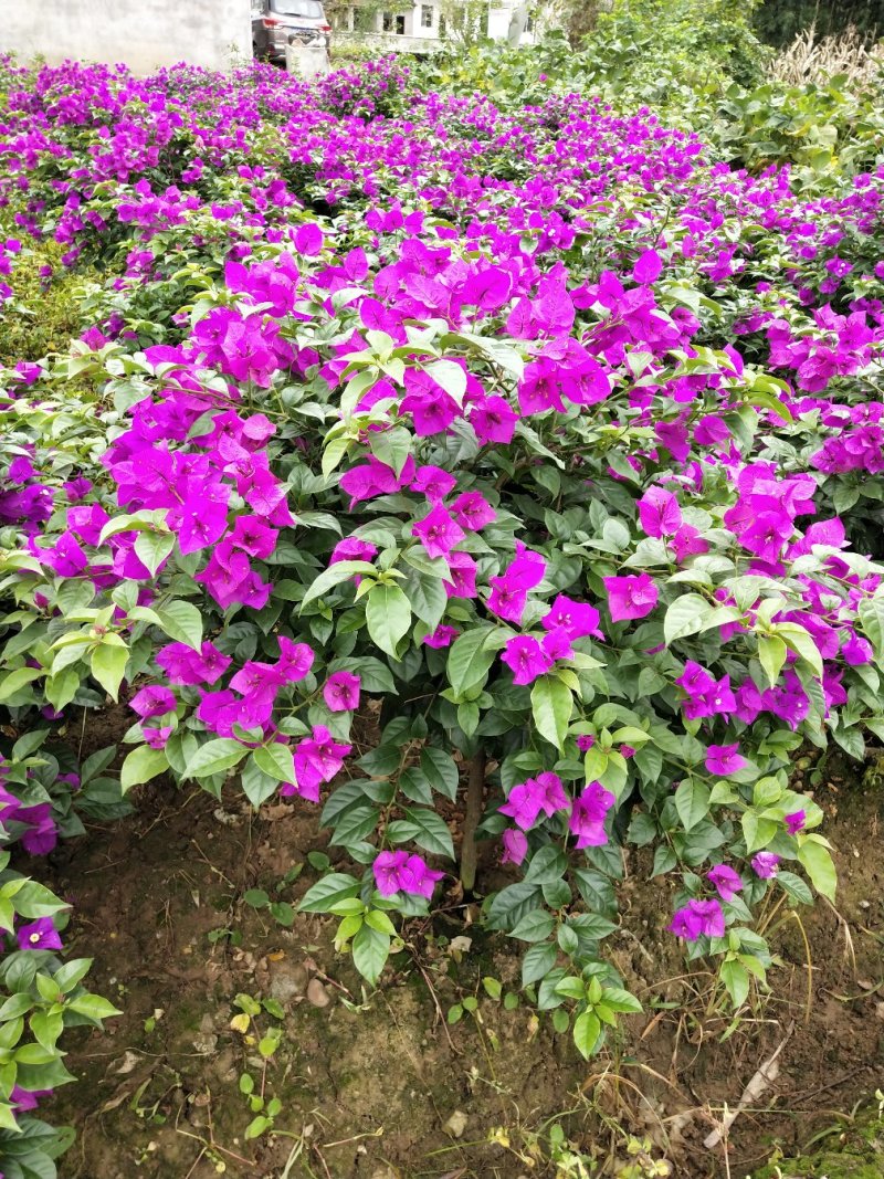 三角梅,紫花三角梅,三角梅笼子,四川宜宾三角梅