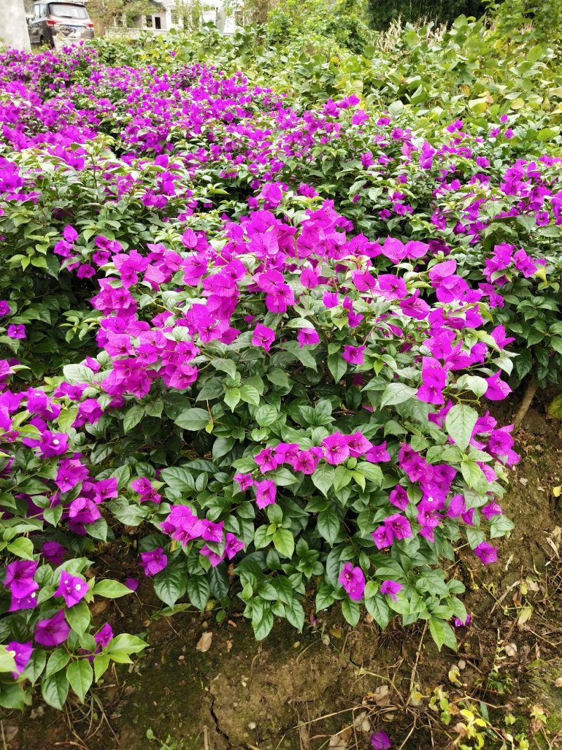 三角梅,紫花三角梅,三角梅笼子,四川宜宾三角梅