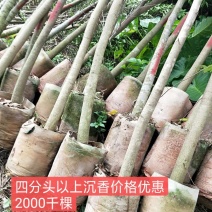沉香树苗大树小苗找我就对了