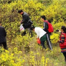 纯正野菊花10吨现货批发/零售欢迎大宗交易包邮