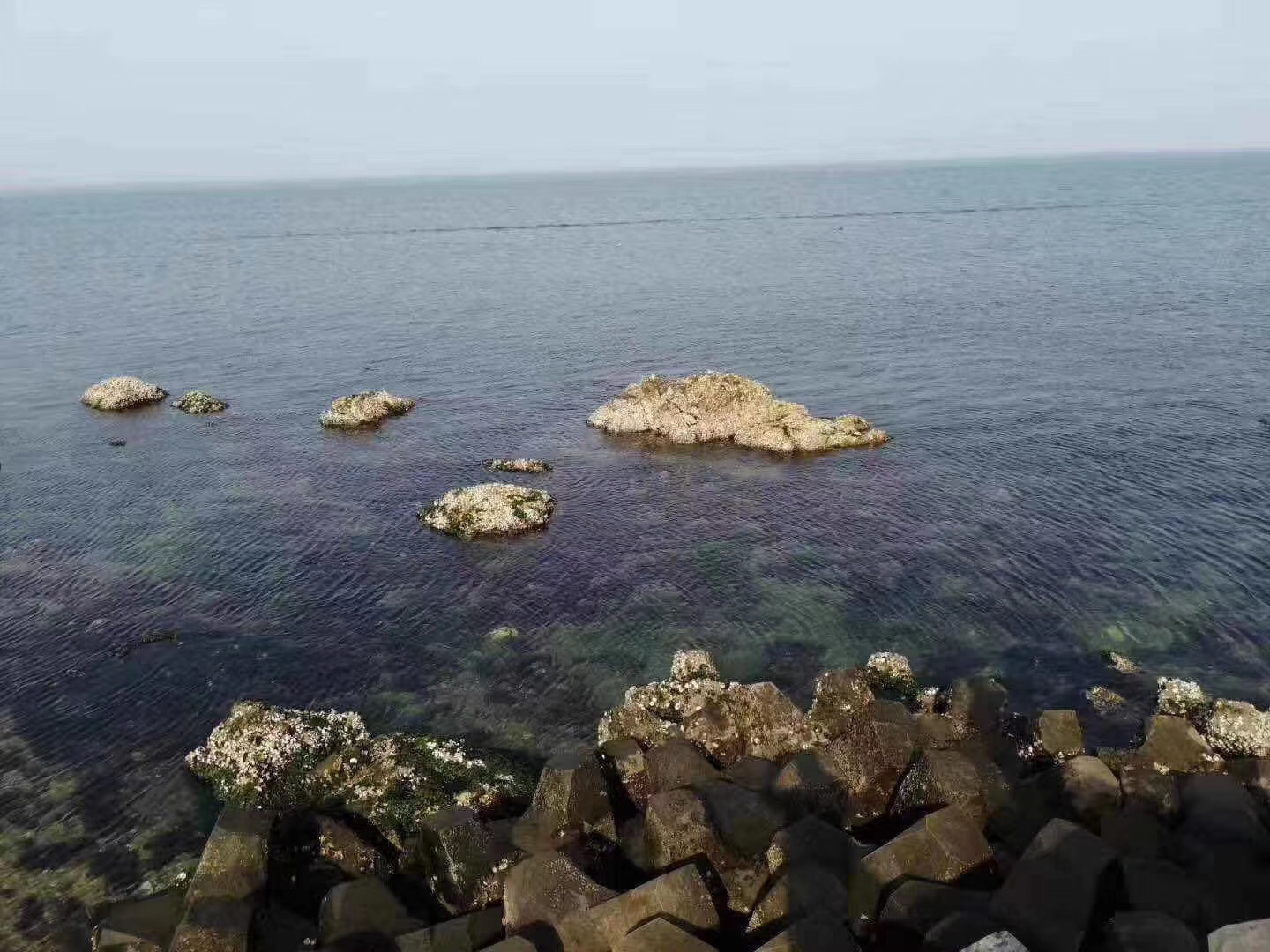 花蛤浸泡在清水中的状态