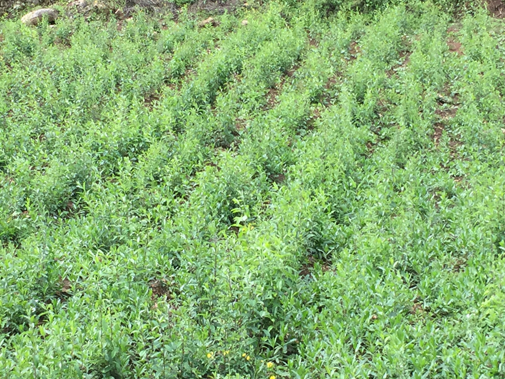 白术种植基地实景图