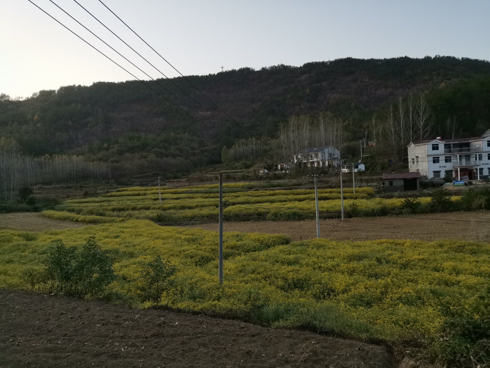 展示一杯冲泡好的野菊花茶,茶汤清澈,花朵在水中舒展,背景为自然山野环境 野菊花茶成品展示