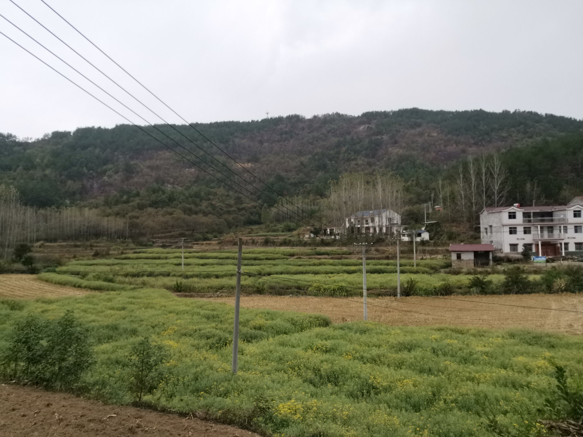 一片野菊花盛开在阳光下的山坡上,背景是蓝天和远山 野菊花盛开在山坡上