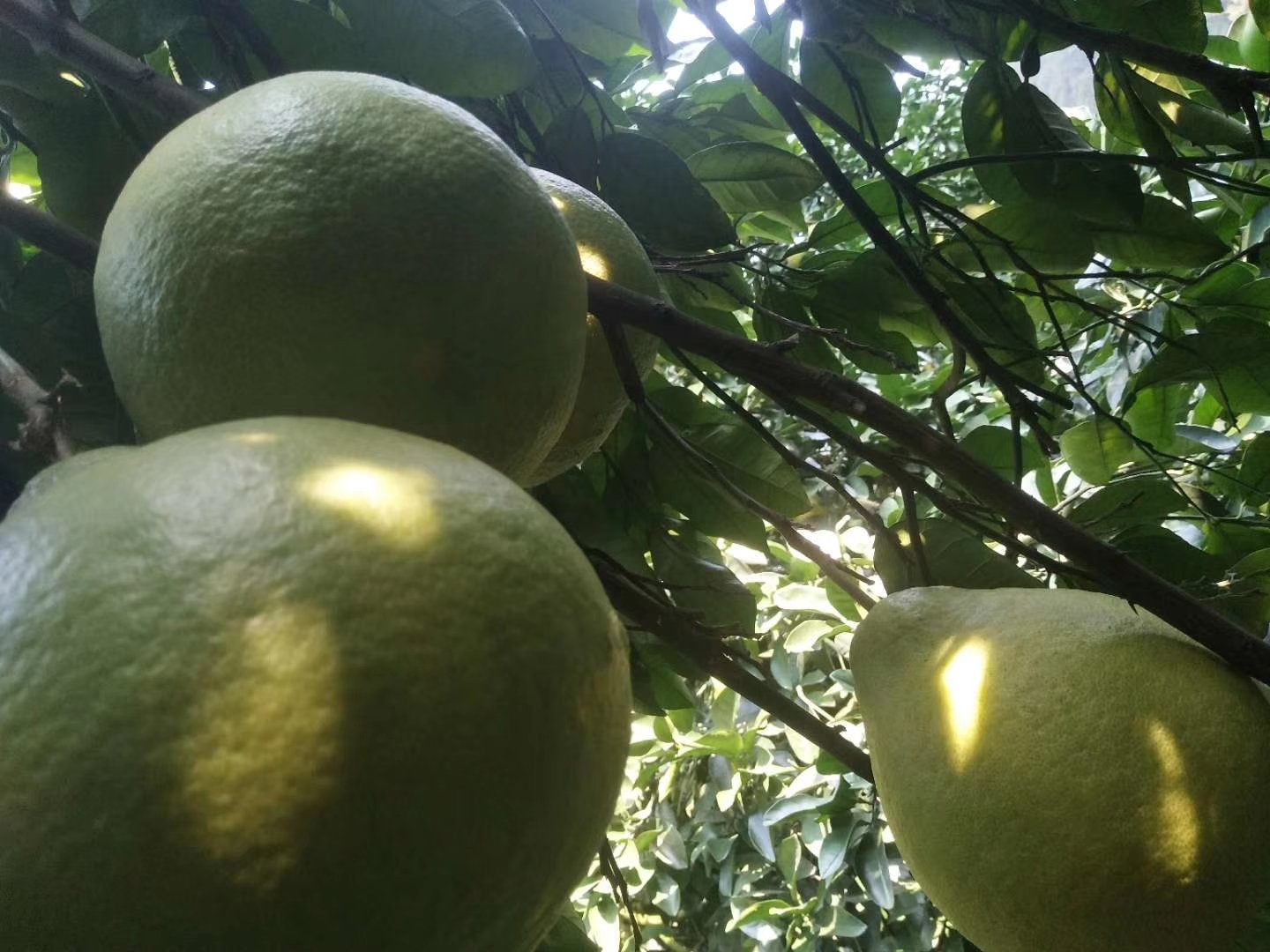 新鲜采摘的沙田柚果实在阳光下闪耀