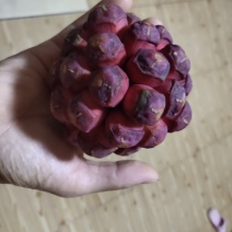 黑老虎