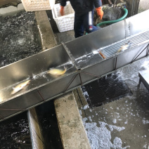 回钓净鲤鱼