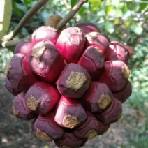 黑老虎果（苗）/布福娜苗