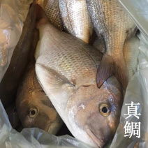 真鲷