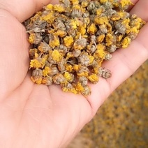 纯野生山菊花