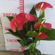 红掌斑比诺