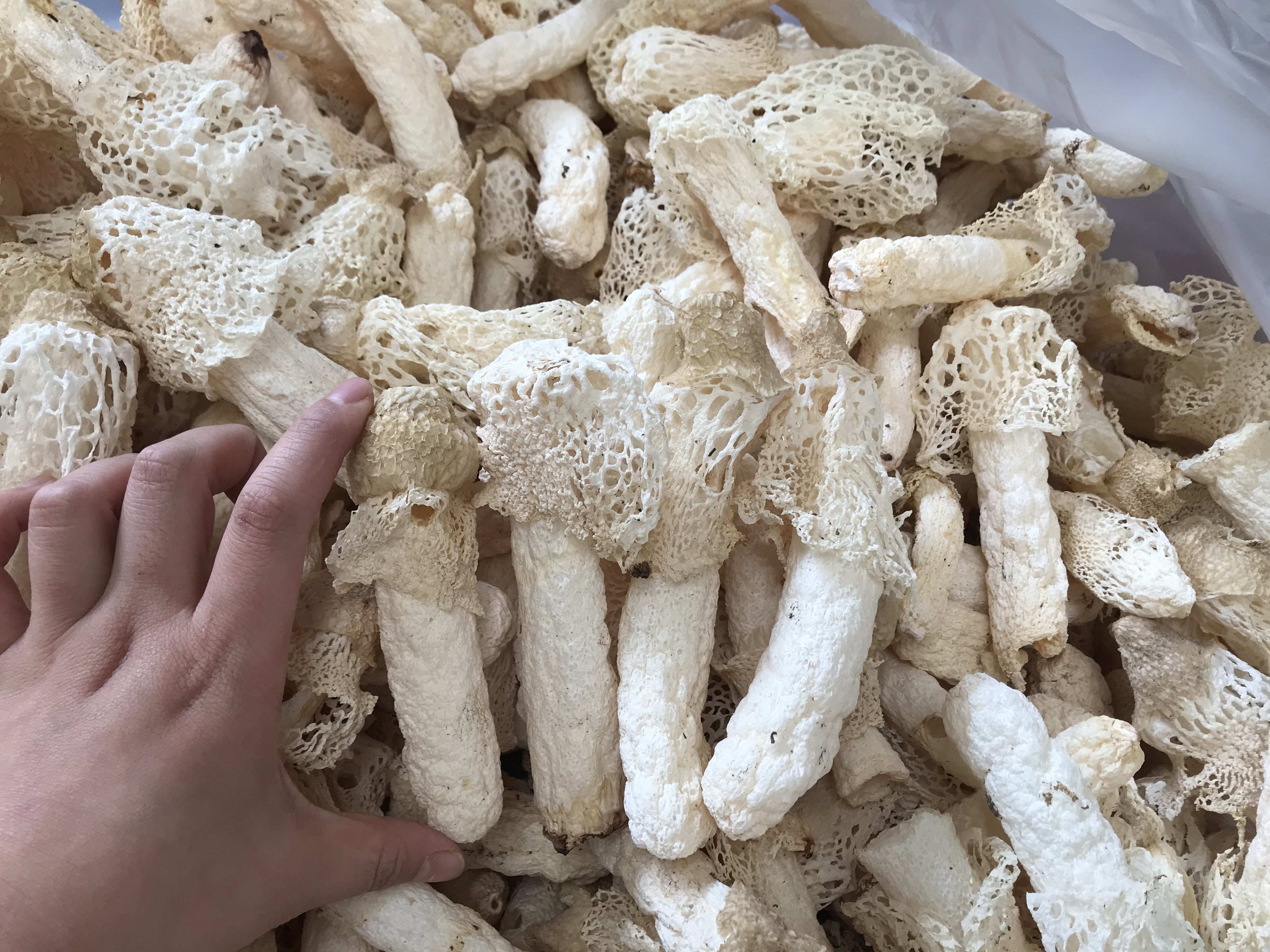 棘托竹荪新鲜采摘特写