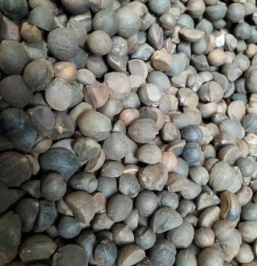 [茶叶种子批发]山茶油籽价格5.30元/斤 - 一亩田