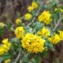 野生菊花