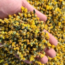 野生干菊花