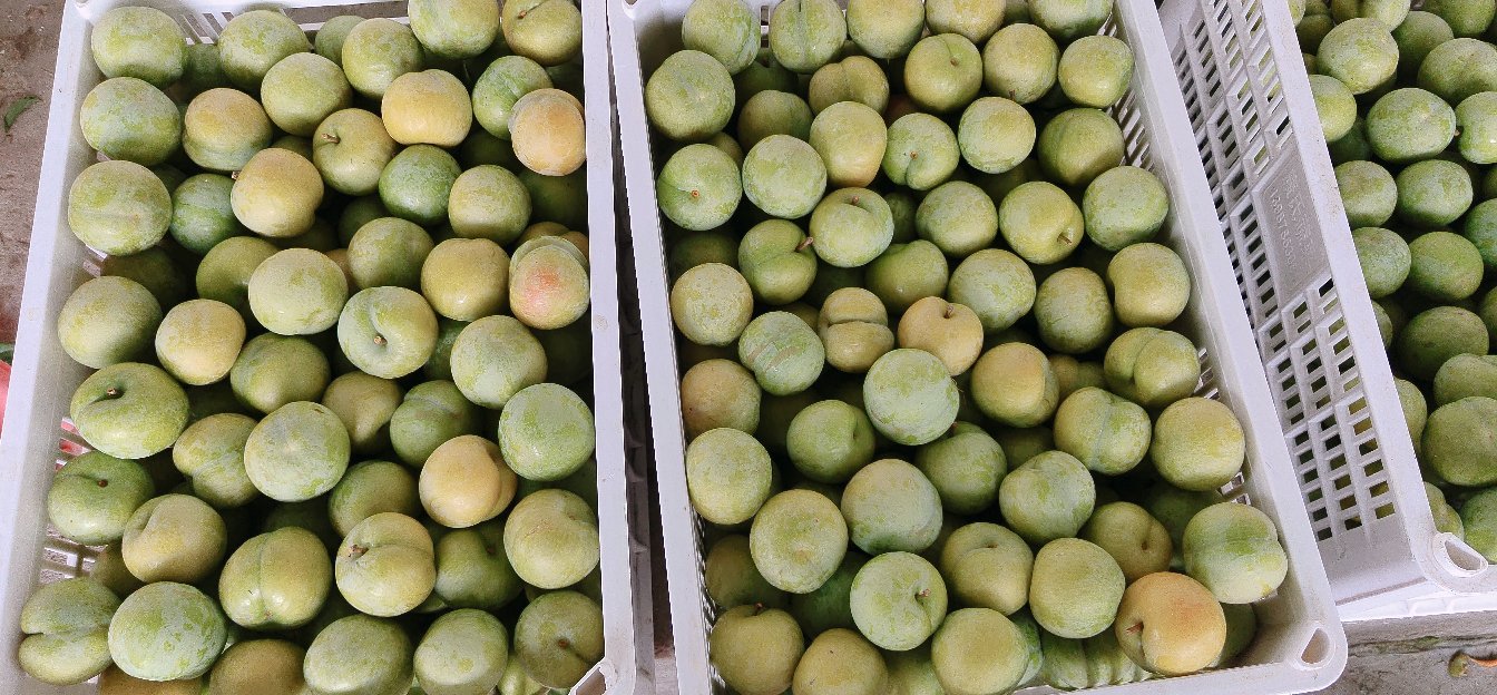 蜜渍青李子成品图