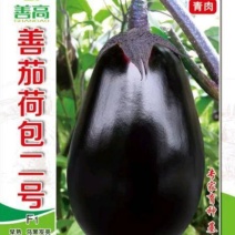 【善茄荷包二号】茄子种子早熟杂交耐病高产乌黑光亮基地包邮