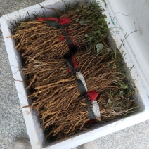 粉防己，别名土木香苗，江西道地品种高含量粉质性好