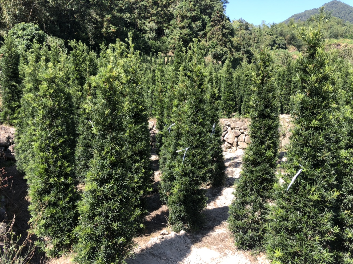 一个典型的中式庭院角落,摆放着一盆造型优美的罗汉松盆景,树上挂有红色种托;画面一侧模拟一个小孩伸手欲摘果实的情景,用以强调误食风险;阳光柔和,环境温馨但隐含安全隐患 家庭庭院中的罗汉松盆景,旁边有儿童玩耍场景示意