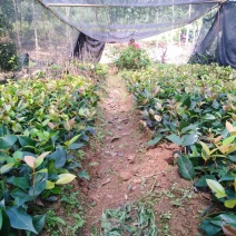 大量供应赤丹茶花小苗大苗