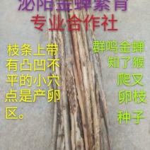 群鸣金蝉卵枝种苗.知了猴卵枝种苗爬叉卵枝种苗