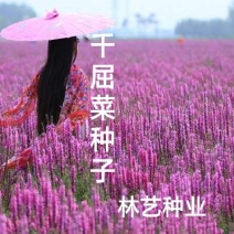千屈菜籽种多年生水生花卉水柳种子景观花卉耐寒