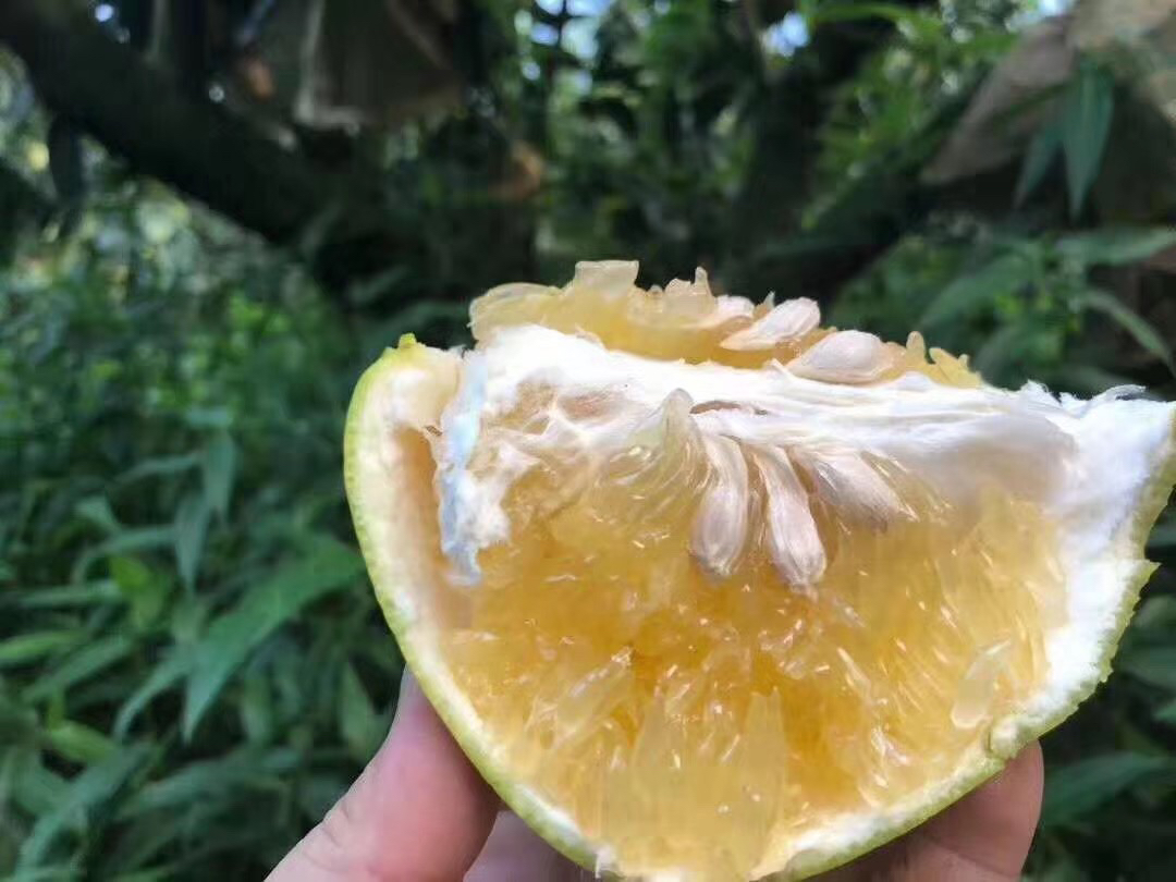 黄金柚与葡萄柚对比图