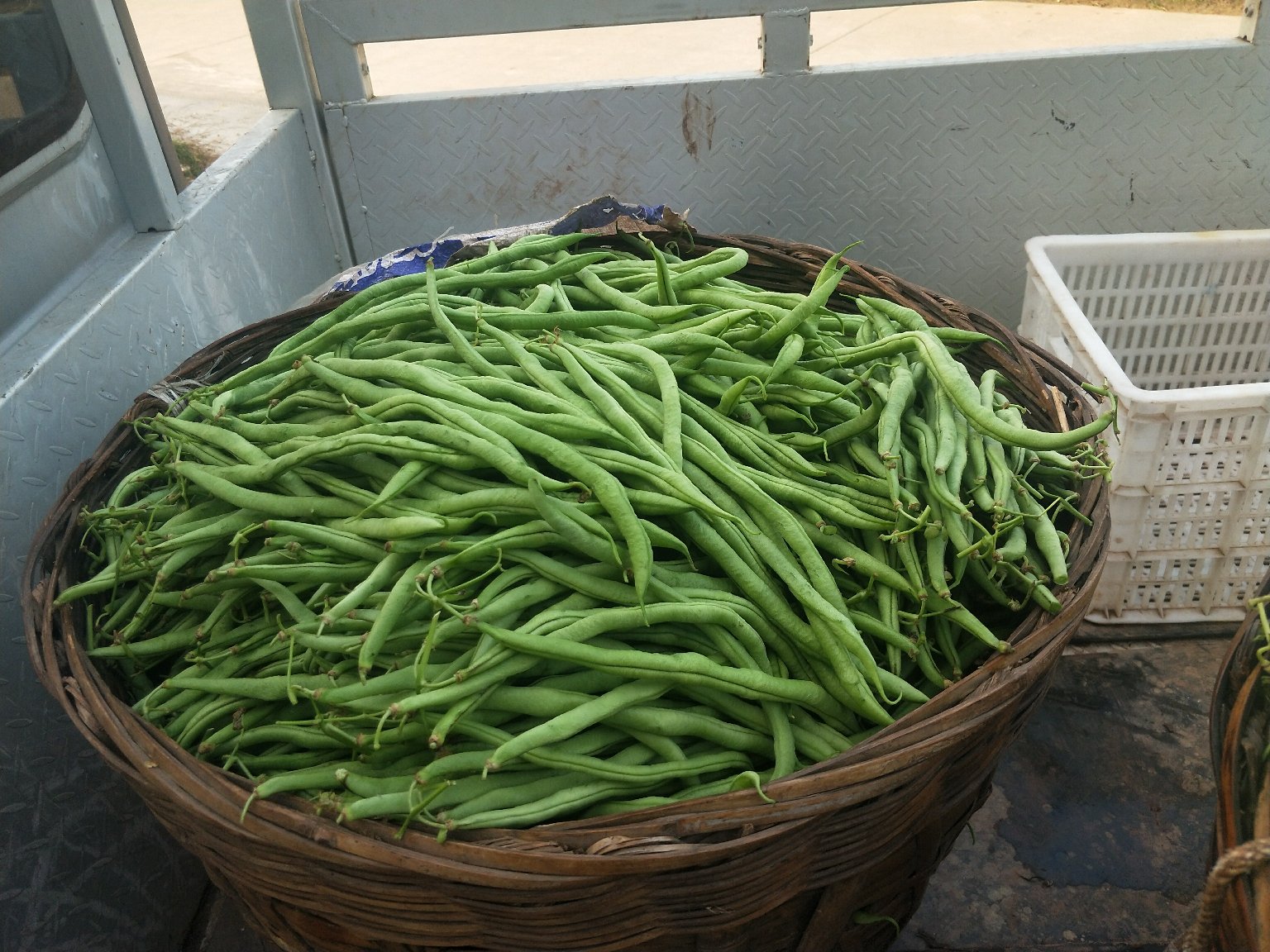 展示如何挑选新鲜筋豆的示意图 新鲜筋豆选购示意图