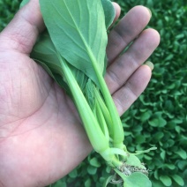 基地常年供应上海鸡毛菜