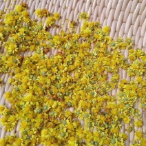 正宗野菊花