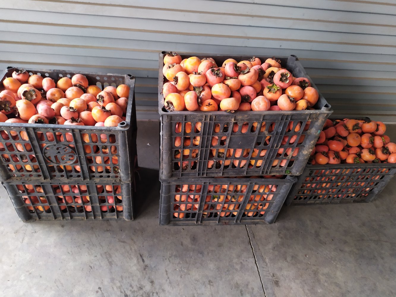 信宜甜柿采摘与分拣场景