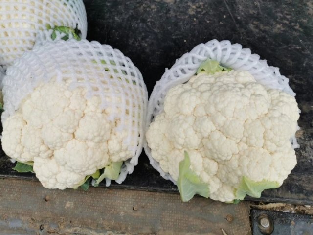 菜花表面出现绿色斑点特写