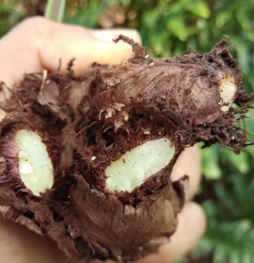 [巴岩姜批发]巴岩姜～骨碎补支持线上交易～货品多多滴哪位大佬过收购