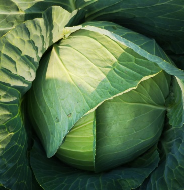 [扁包菜批发]奥奇娜扁包菜质美价廉,欢迎订购价格0.12元/斤 - 一亩田