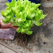 儿菜