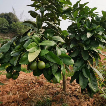 三红蜜柚苗2.5-4cm土球）三红柚子结果树苗