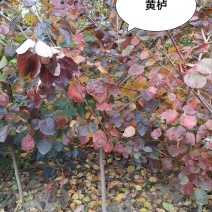 供应，黄栌2-10公分
