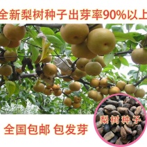 果树种梨树种子梨籽人们喜爱的水果四季可播